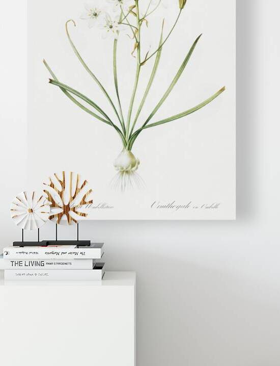 Anigozanthos flavida illustration  Reproduction