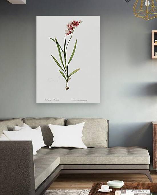 Ixia hyalina illustration  by IStockHistory com