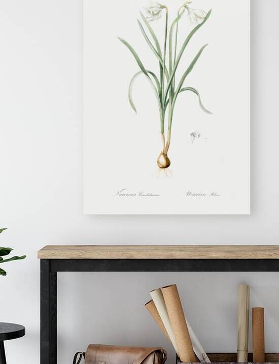 Ixia hyalina illustration  by IStockHistory com