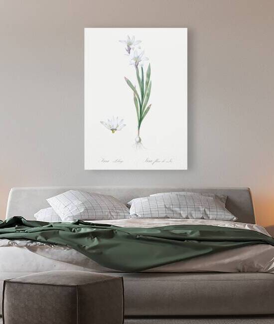 Ixia Liliago illustration  by IStockHistory com