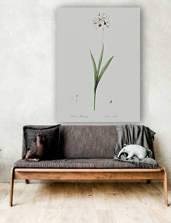 Ixia maculata illustration  by IStockHistory com