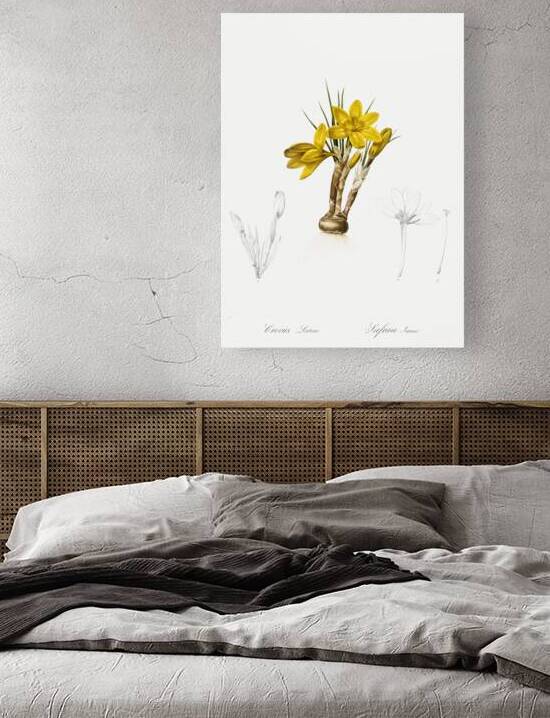 Crocus luteus illustration  by IStockHistory com