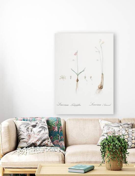 Leucoium trichophyllum illustration  by IStockHistory com