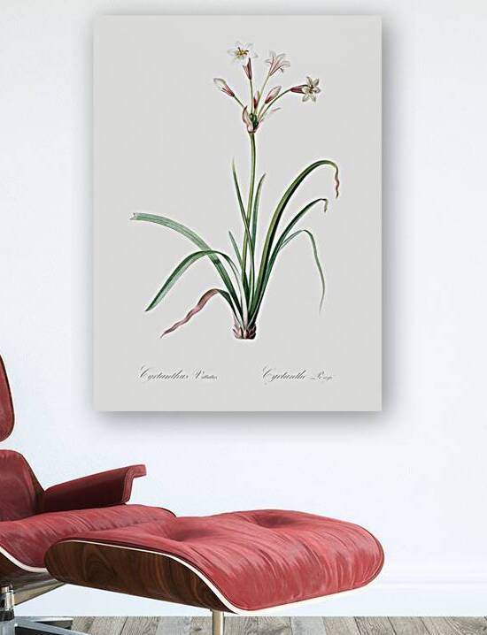 Crytanthus vittatus illustration  by IStockHistory com