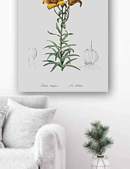 Fire lily illustration  by IStockHistory com