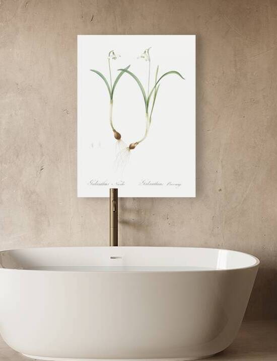 Snowdrop illustration  by IStockHistory com