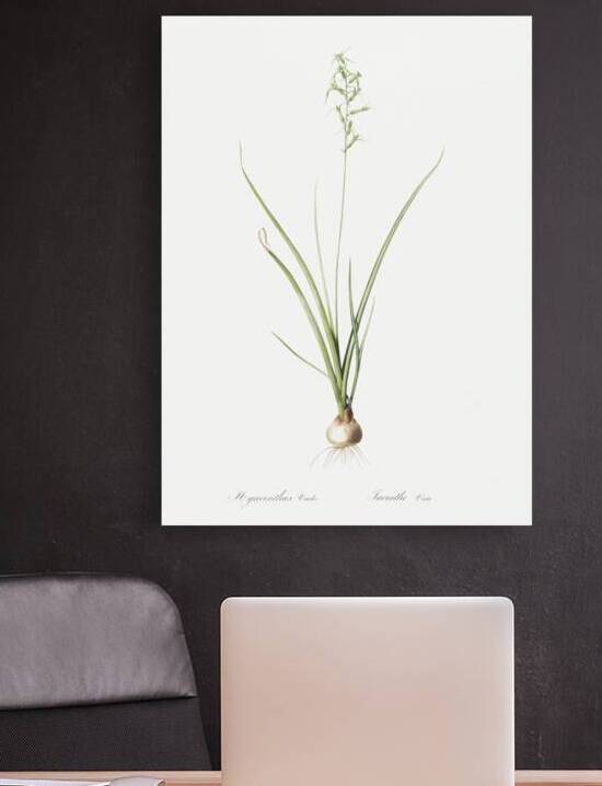 Hyacinthus viridis illustration  by IStockHistory com