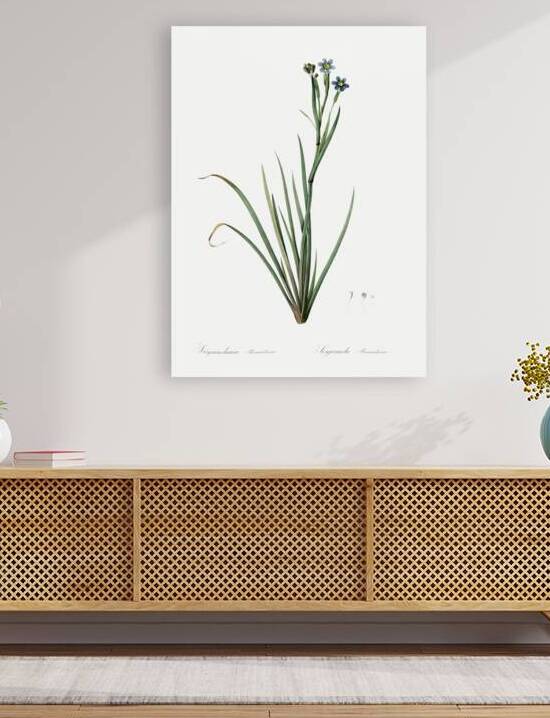 Bermudiana illustration  by IStockHistory com