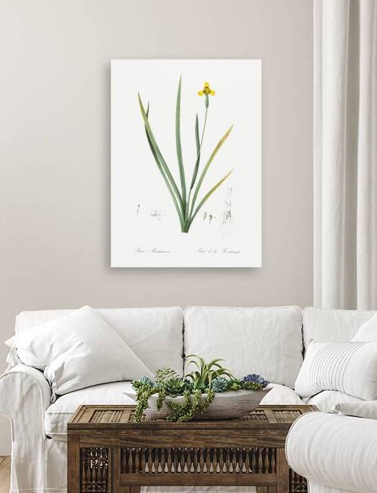 Iris martinicensis illustration  by IStockHistory com