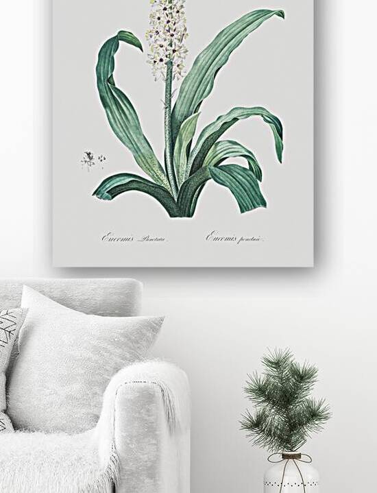 Eucomis punctata illustration  by IStockHistory com