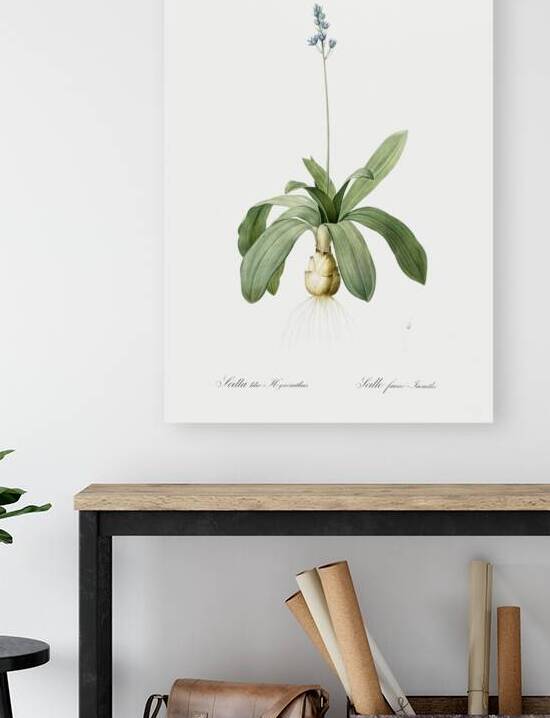 Scilla Lilio hyacinthus illustration  by IStockHistory com