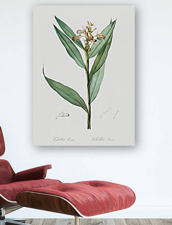 Globba erecta illustration  by IStockHistory com
