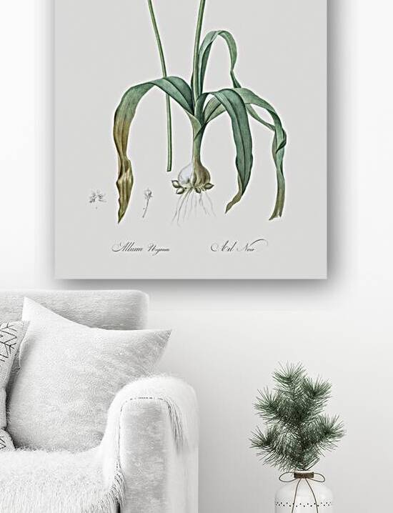 Black garlic illustration  by IStockHistory com