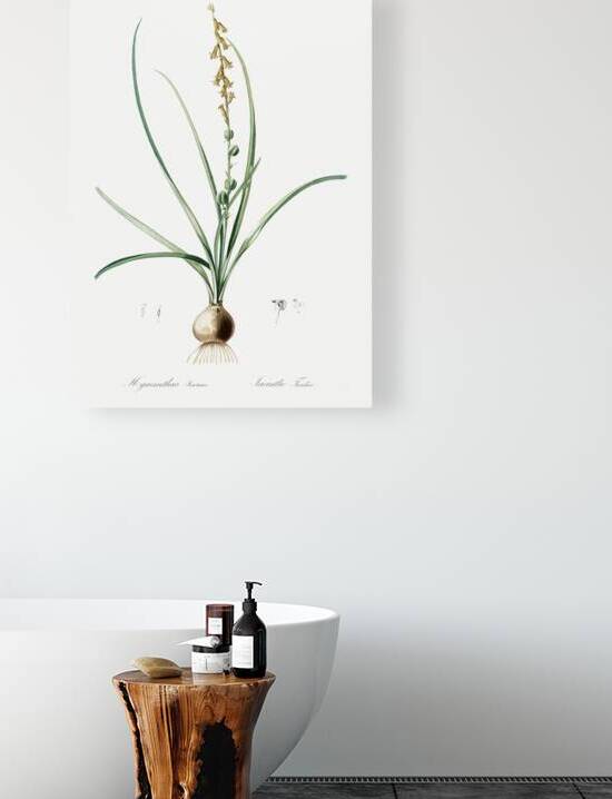 Hyacinthus serotinus illustration  by IStockHistory com