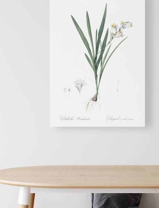 Gladiolus Xanthospilus illustration  by IStockHistory com