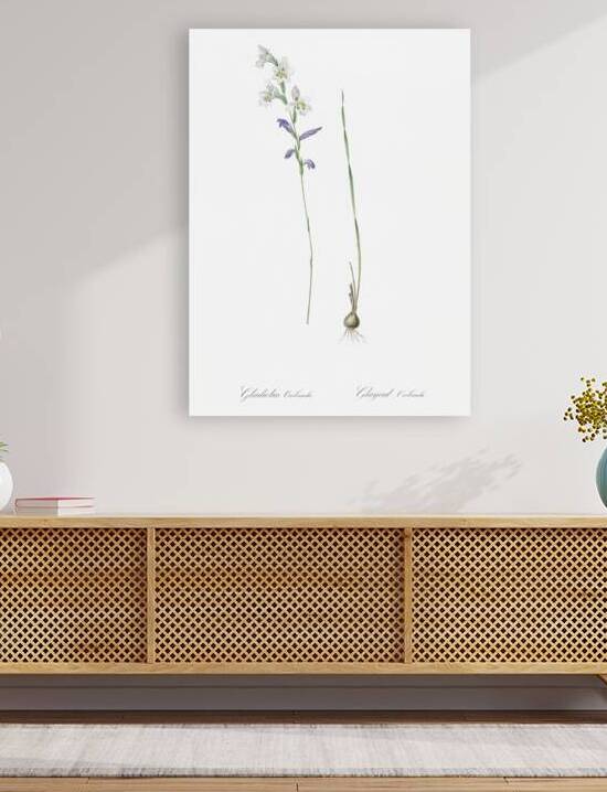 Gladiolus orobanche illustration  by IStockHistory com