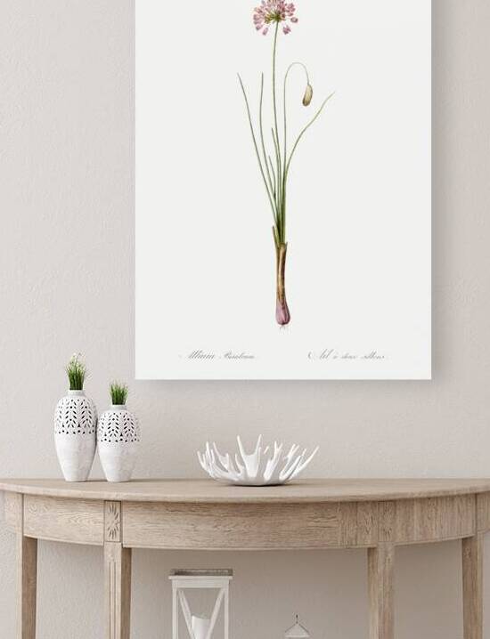 Autumn onion illustration  by IStockHistory com