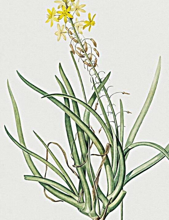 Stalked bulbine illustration  by IStockHistory com