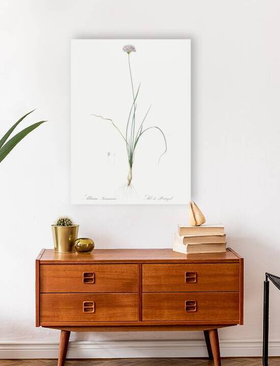 Mountain garlic illustration  by IStockHistory com