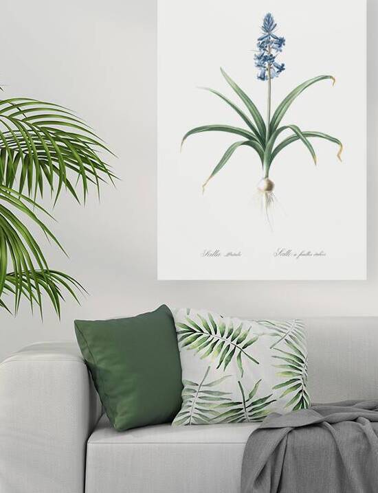 Scilla patula illustration  by IStockHistory com