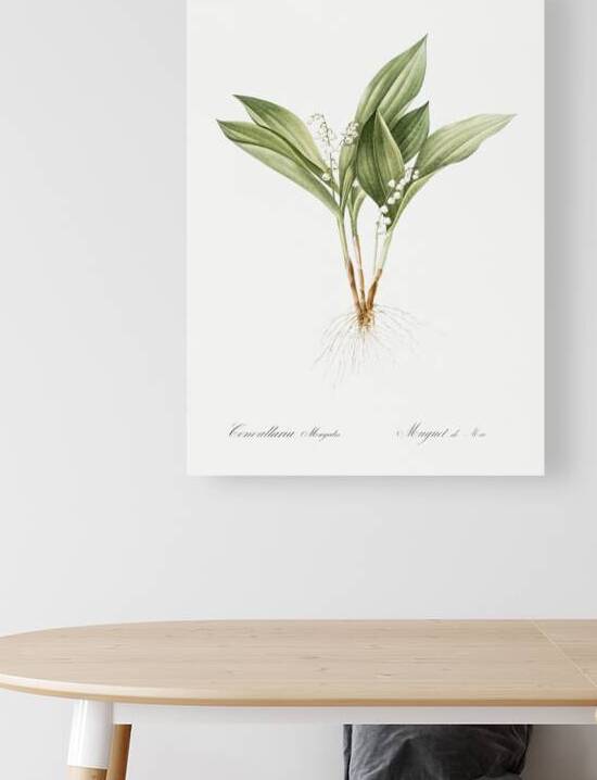 Lily of the valley illustration  by IStockHistory com