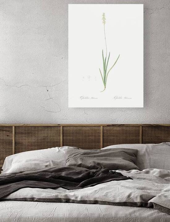 Tofield asphodel illustration  by IStockHistory com
