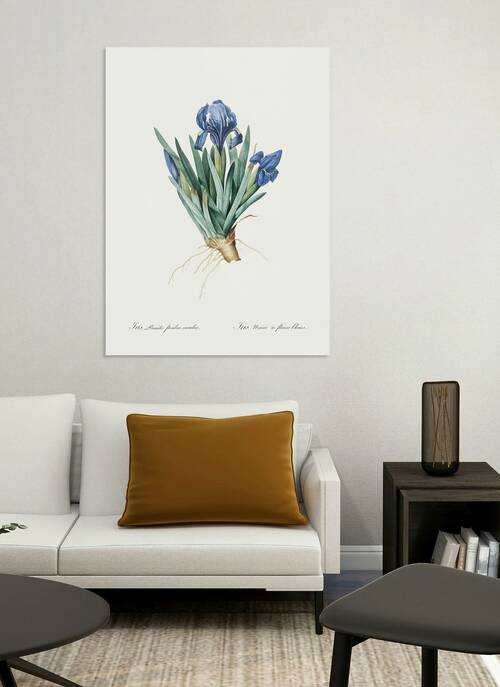 Pygmy iris illustration  Reproduction