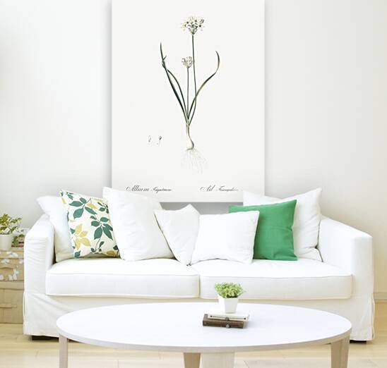 Three-cornered leek illustration  by IStockHistory com