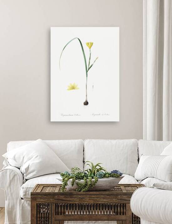 Cape tulip illustration  by IStockHistory com