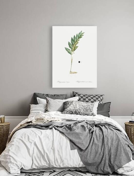 Angular solomon seal illustration  by IStockHistory com