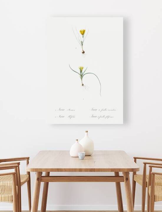 1. Ixia recurva 2. Ixia filifolia illustration  by IStockHistory com