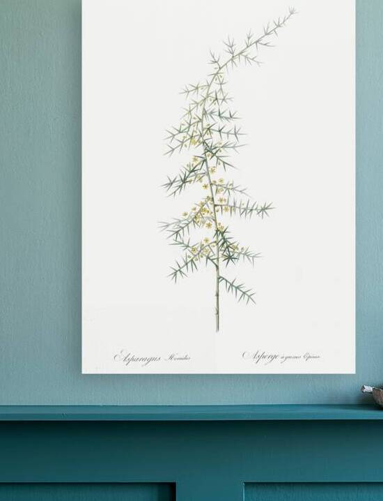 Asparagus horridus illustration  by IStockHistory com