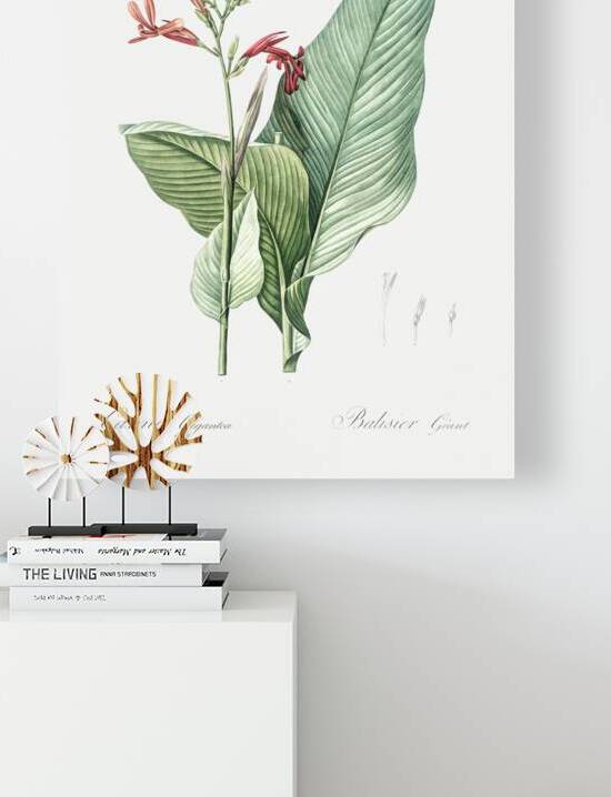 Canna lily illustration  by IStockHistory com