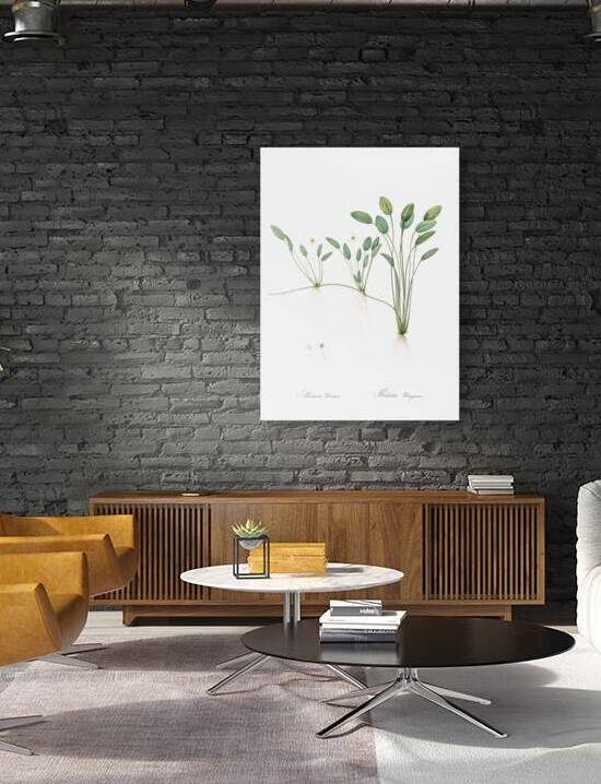 Floating water-plantain illustration  by IStockHistory com