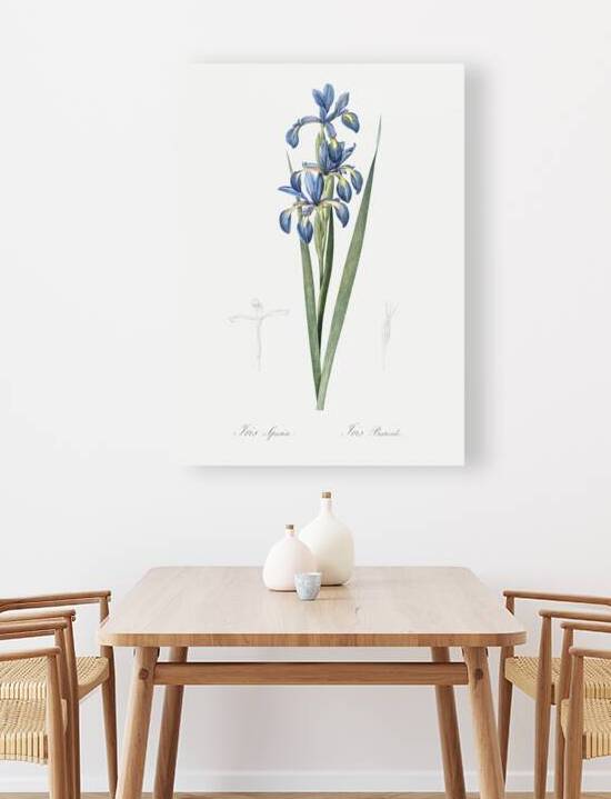 Blue iris illustration  by IStockHistory com