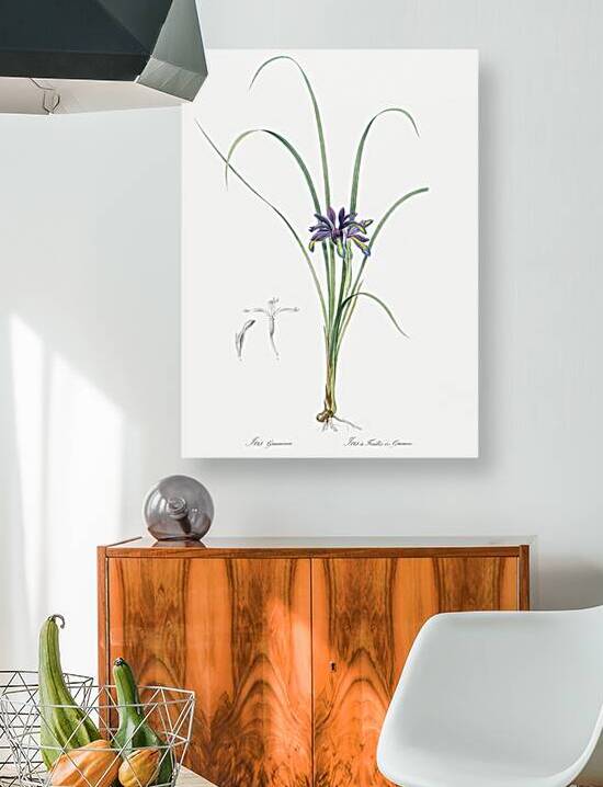 Grass leaved iris illustration  by IStockHistory com