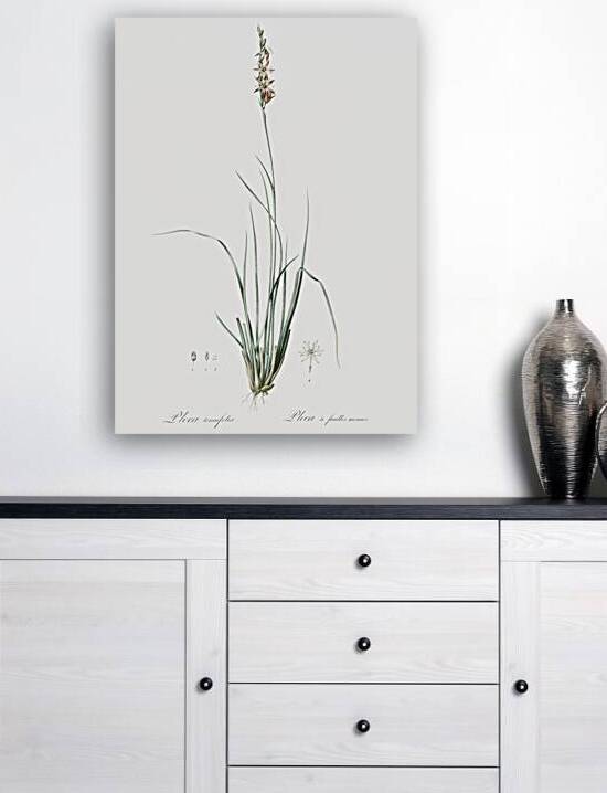 Rush featherling illustration  by IStockHistory com