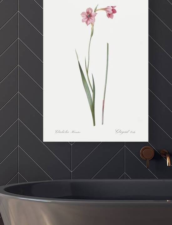 Sword lily illustration  by IStockHistory com
