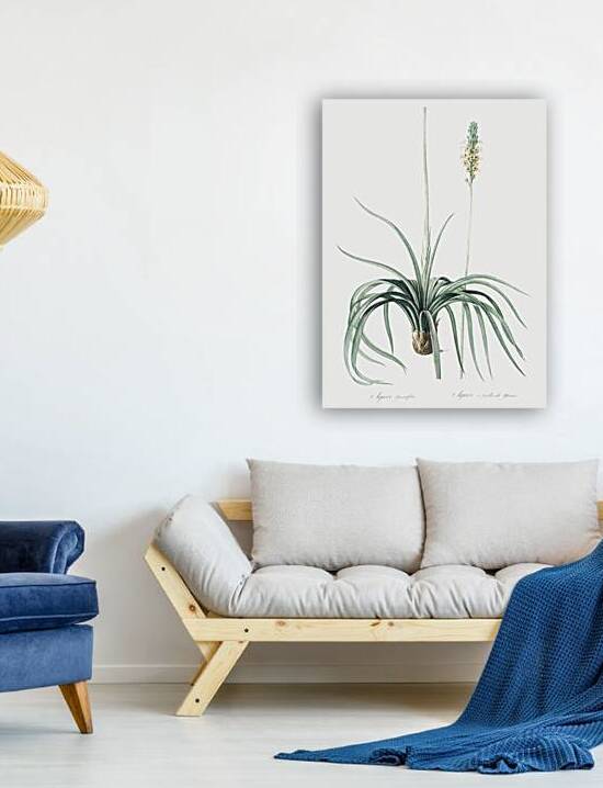 Agave yuccaefolia illustration  by IStockHistory com