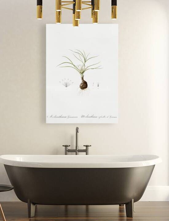Melanthium gramineum illustration  by IStockHistory com