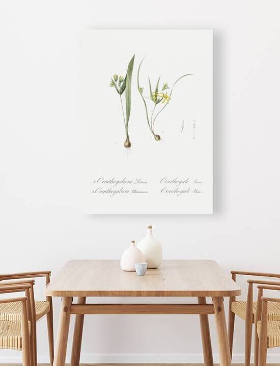 1. Yellow star-of-bethlehem 2. Small star-of-bethlehem illustration  by IStockHistory com