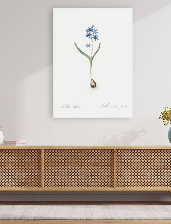 Alpine squill illustration  by IStockHistory com