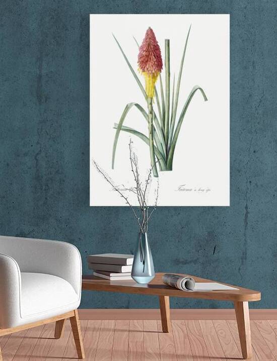 Tritoma illustration  by IStockHistory com