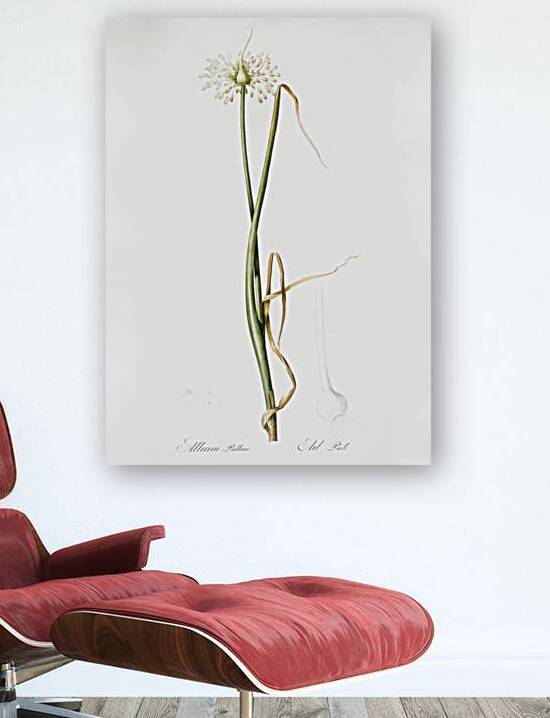 Wild onion illustration  by IStockHistory com
