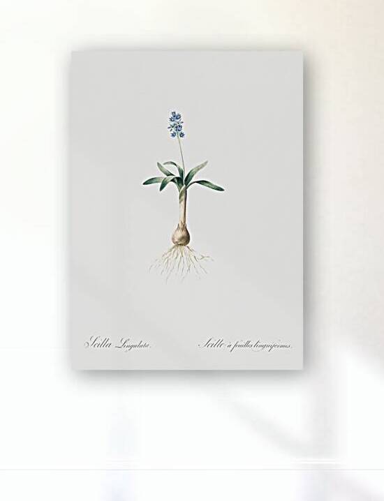 Scilla lingulata illustration  by IStockHistory com