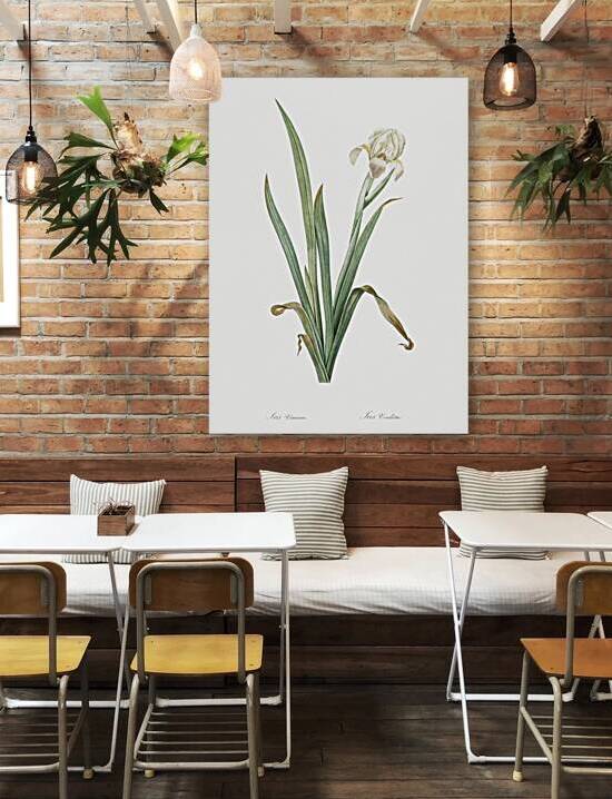 Crimean iris illustration  by IStockHistory com