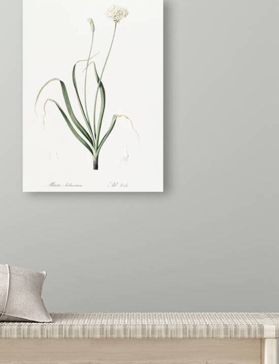 Hairy garlic illustration  by IStockHistory com