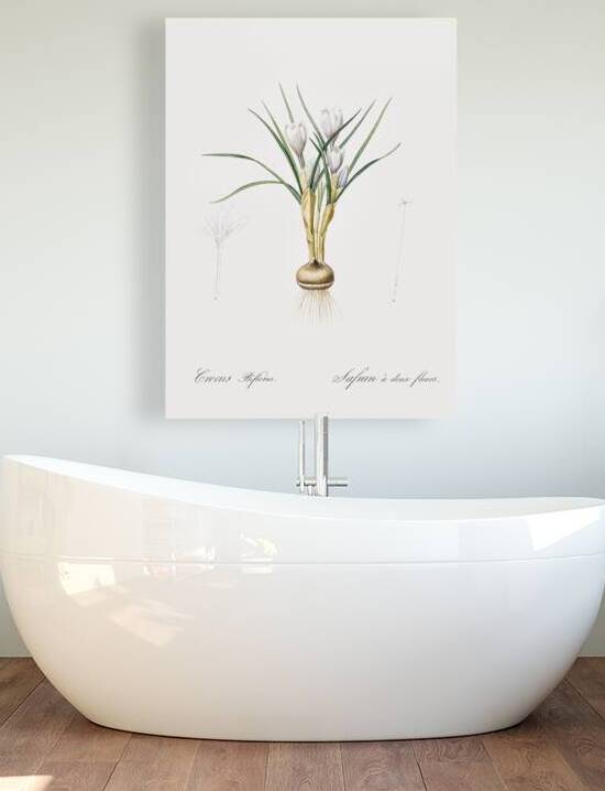 Silvery crocus illustration  by IStockHistory com
