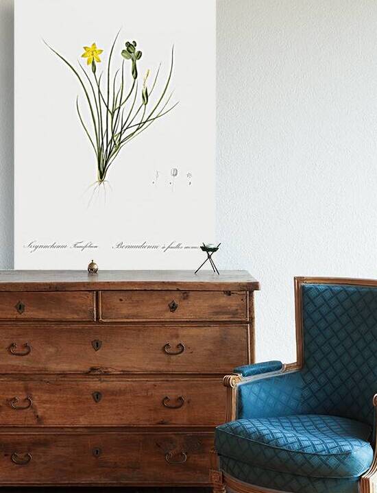 Golden blue-eyed grass illustration  by IStockHistory com