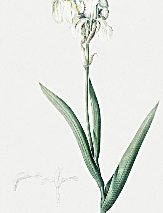 Tall bearded iris illustration  by IStockHistory com